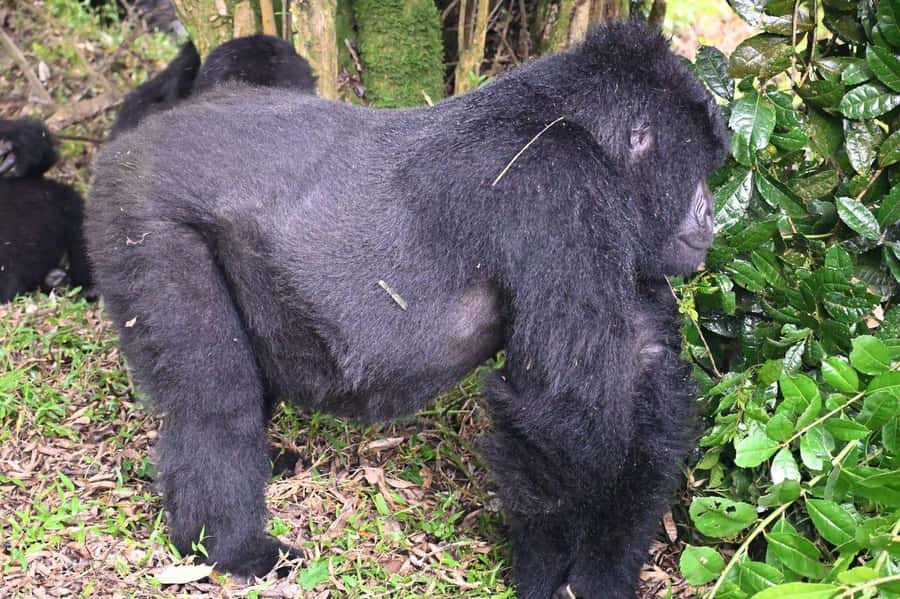 3-Day Gorilla Experience In Uganda - Day one: the road to Bwindi and a Batwa visit