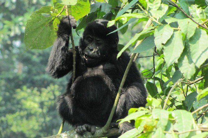 3-Day Gorilla Trekking Budget Safari in Uganda - Why Bwindi Makes This Short Safari Worthwhile