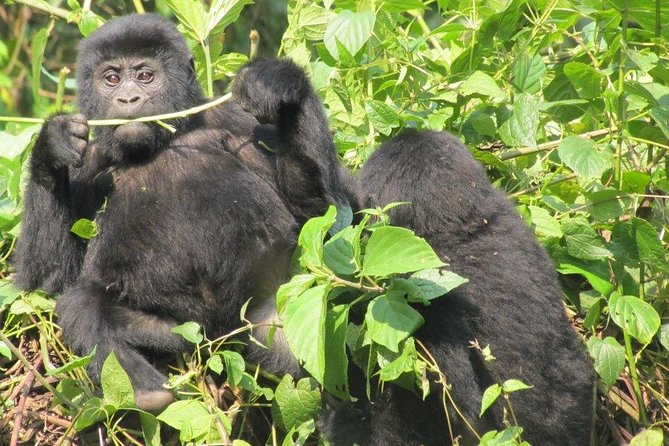 3-Day Gorilla Trekking Budget Safari in Uganda - Meals, Transport, And What You Pay For