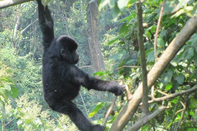 3-Day Gorilla Trekking Budget Safari in Uganda - Day 1: From Entebbe To Bwindi In Nine Hours