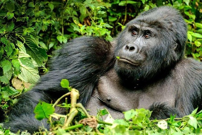 3-Day Gorilla Trekking Bunyonyi Mist Relaxation Safari - The long road from Entebbe to Bwindi