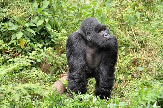 3-Day Gorilla Trekking Bunyonyi Mist Relaxation Safari - The gorilla trek: three to nine hours on foot