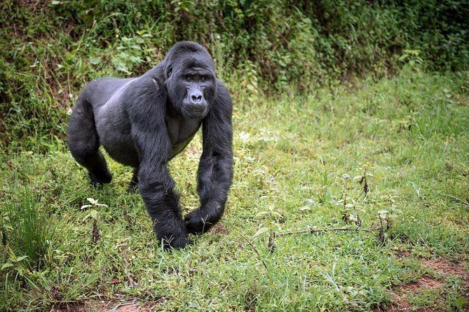 3-Day Gorilla Trekking Bunyonyi Mist Relaxation Safari - Lake Bunyonyi brings a gentler third day