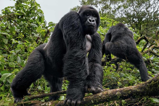 3-Day Gorilla Trekking Bunyonyi Mist Relaxation Safari - The private format and guide service