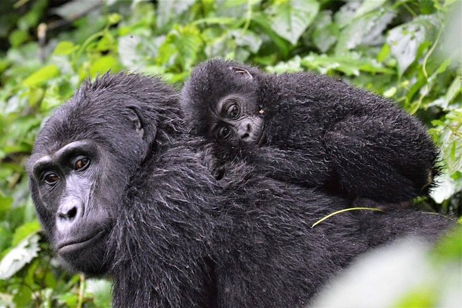 3-Day Gorilla Trekking Bunyonyi Mist Relaxation Safari - Reaching Bwindi and preparing for the trek