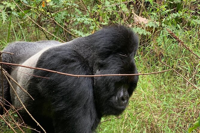 3 Day Gorilla Trekking Luxury Safari in Uganda - Why this three-day Uganda safari works
