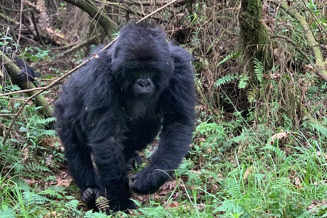 3 Day Gorilla Trekking Luxury Safari in Uganda - Day 3: Flying back toward Entebbe
