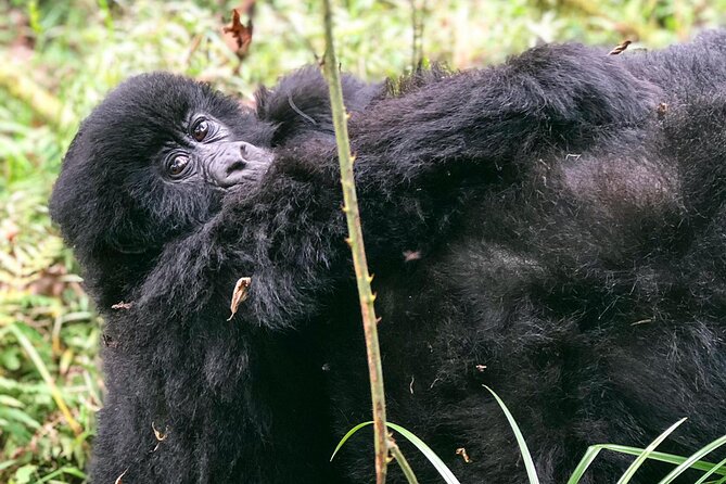 3 Day Gorilla Trekking Luxury Safari in Uganda - The value of the $3,765 price