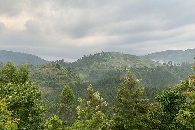 3 Day Gorilla Trekking Luxury Safari in Uganda - What Bamboo Ecotours does well
