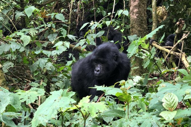 3 Day Gorilla Trekking Luxury Safari in Uganda - Day 2: The gorilla trek in Bwindi Impenetrable Forest