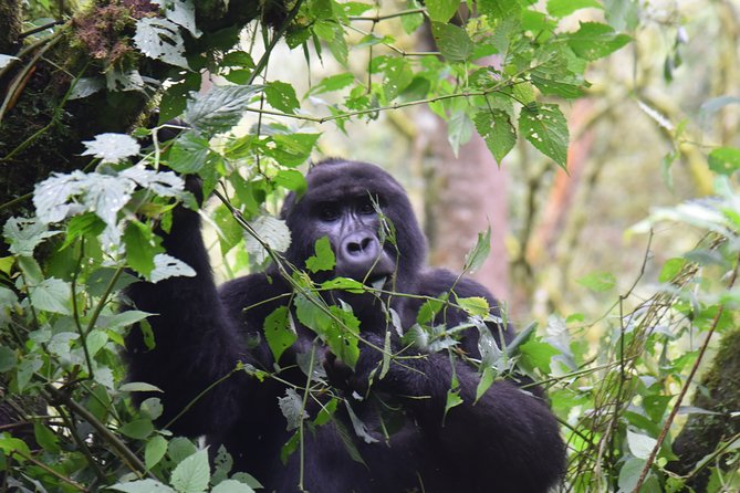 3-Day Gorilla Trekking safari in Bwindi Impenetrable Forest - Day one: Equator stops, Mbarara, and the Kigezi Highlands