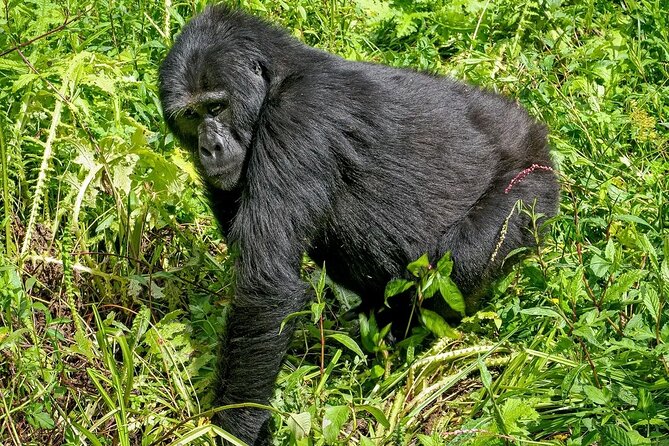 3-Day Gorilla Trekking safari in Bwindi Impenetrable Forest - Lake Bunyonyi: a calmer second night