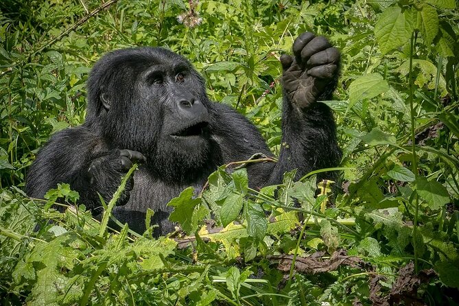 3-Day Gorilla Trekking safari in Bwindi Impenetrable Forest - Day three: the nine-hour return to Entebbe