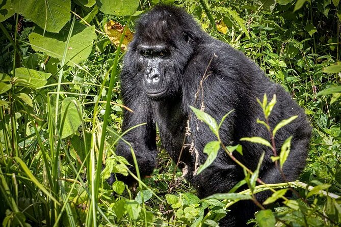 3-Day Gorilla Trekking safari in Bwindi Impenetrable Forest - What the $1,900 price really buys