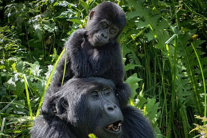 3-Day Gorilla Trekking safari in Bwindi Impenetrable Forest - Guides, vehicles, and the human side of the trip
