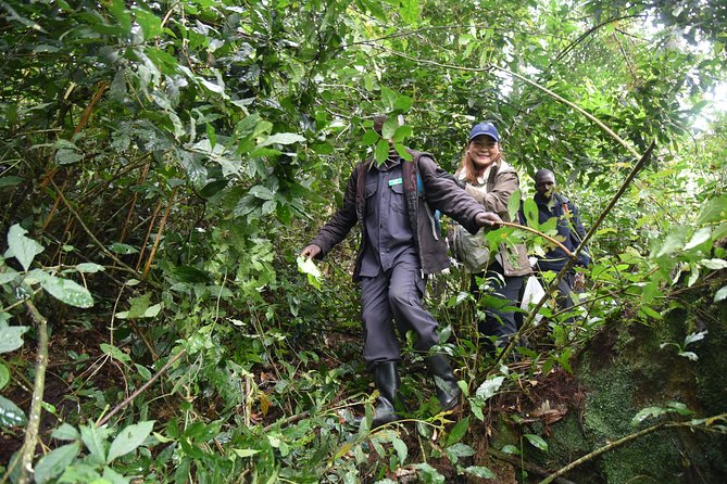 3-Day Gorilla Trekking safari in Bwindi Impenetrable Forest - Who should book this safari?