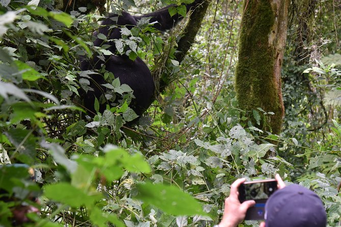 3-Day Gorilla Trekking safari in Bwindi Impenetrable Forest - Day two: the Bwindi gorilla trek