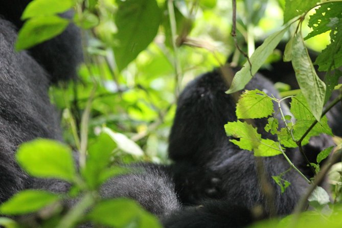 3-Day Gorillas trekking and Batwa Experience - What the $1,600 price really buys