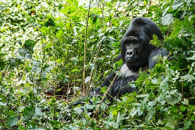 3-Day Gorillas trekking and Batwa Experience - The private format and the role of the guide