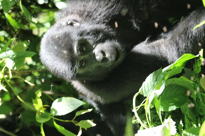 3-Day Gorillas trekking and Batwa Experience - Physical demands and practical preparation