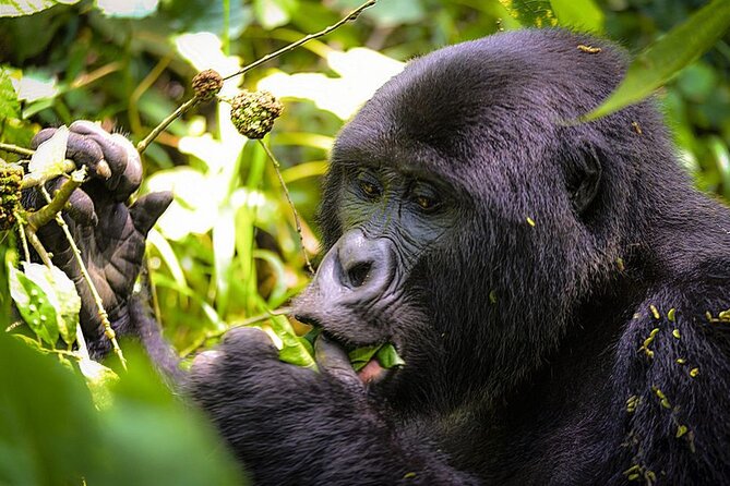 3-Day Gorillas trekking and Batwa Experience - Day 1: The equator, Masaka or Mbarara, and Bwindi