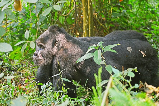 3 Day Guided Gorilla Tracking Safari At Bwindi National Park - Day one: eight hours through southwestern Uganda