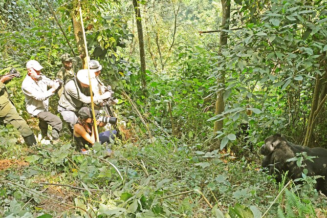 3 Day Guided Gorilla Tracking Safari At Bwindi National Park - One hour with the mountain gorillas