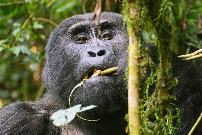 3 Day Guided Gorilla Tracking Safari At Bwindi National Park - Guides, group size, and the human side