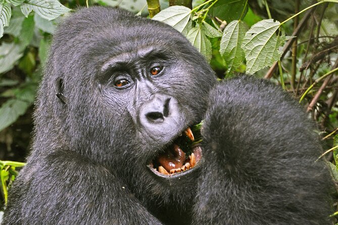 3 Day Guided Gorilla Tracking Safari At Bwindi National Park - Day two: the forest search begins at 7:45