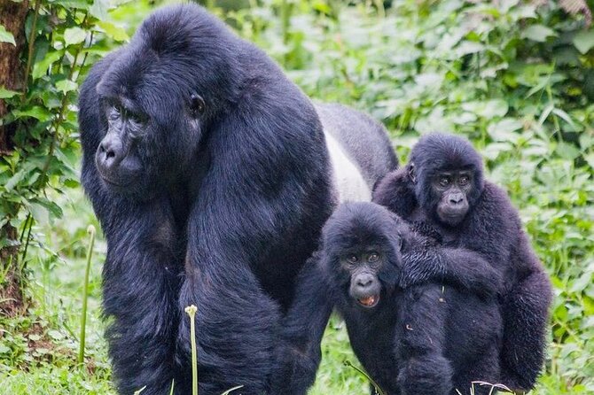 3 Day Mgahinga Mountain Gorilla Trek. - Key points to know before booking