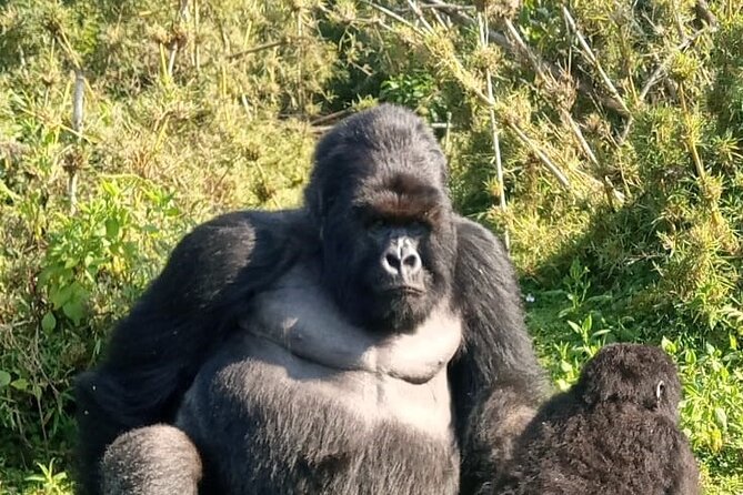 3 Day Mgahinga Mountain Gorilla Trek. - Day one: drums, the Equator, and the road to Kisoro