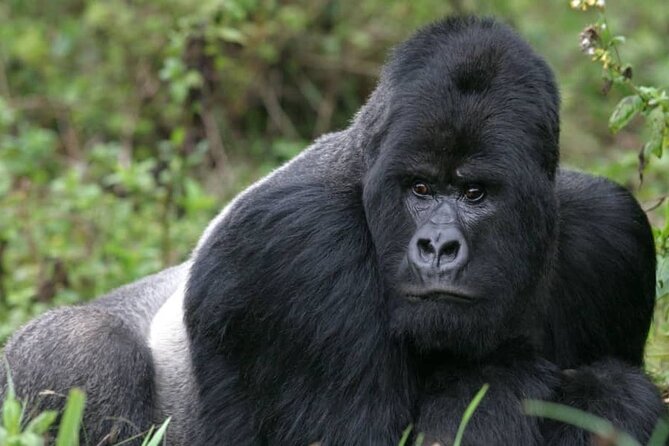 3 Day Mgahinga Mountain Gorilla Trek. - Day two: the Mgahinga gorilla trek