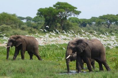 3-Day Mind Refreshing in Murchison Falls National Park