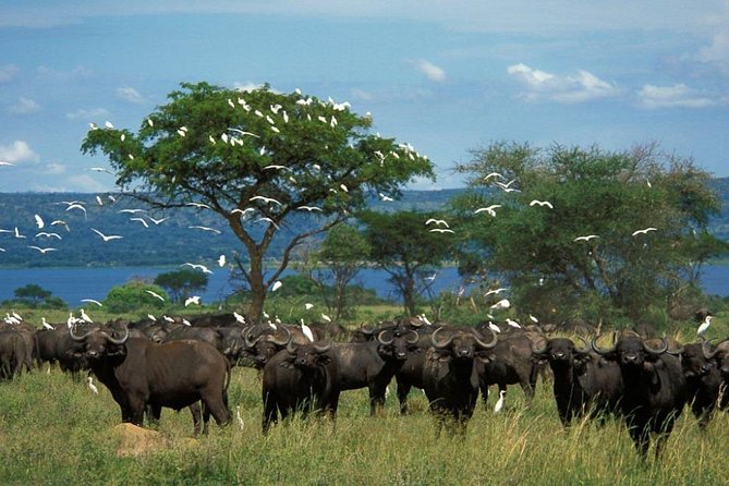 3-Day Mind Refreshing in Murchison Falls National Park - Is $1,600 per person good value?