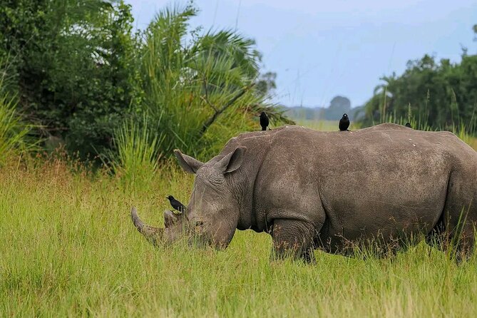 3 Day Murchison Falls' BIG 5 and Wildlife viewing Safari - Why this three-day safari works
