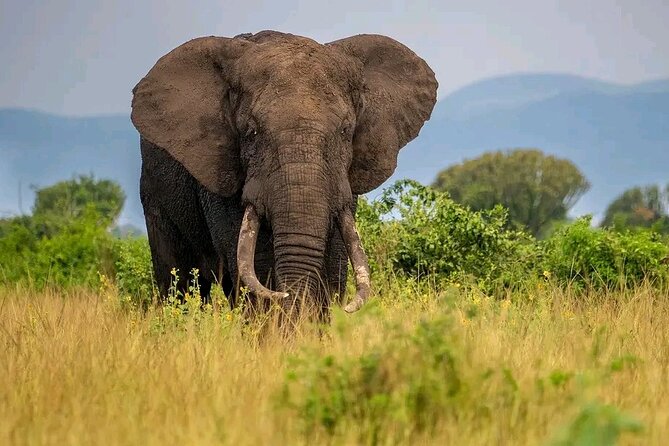 3 Day Murchison Falls' BIG 5 and Wildlife viewing Safari - Day three: the long road back