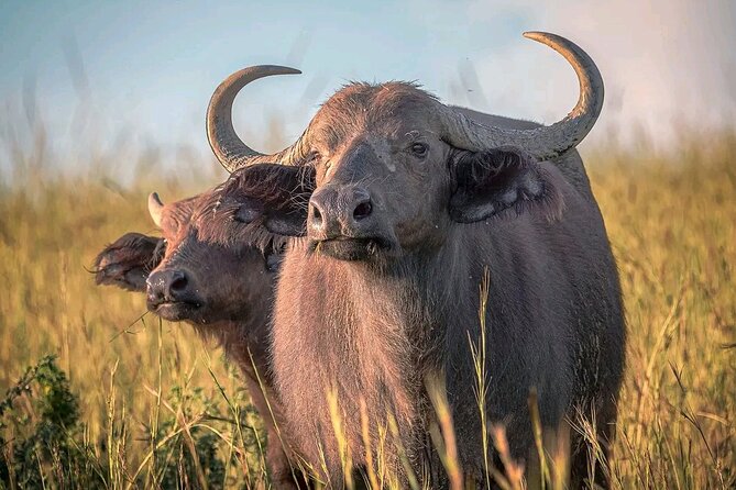 3 Day Murchison Falls' BIG 5 and Wildlife viewing Safari - What the $1,000 price covers
