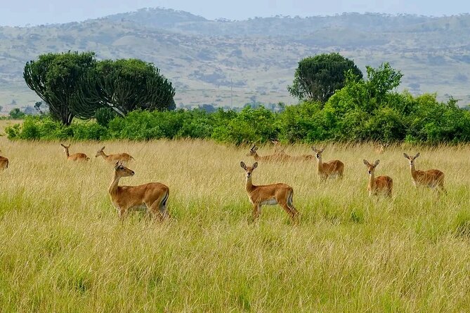 3 Day Murchison Falls' BIG 5 and Wildlife viewing Safari - Day one: Kampala to Ziwa and the falls