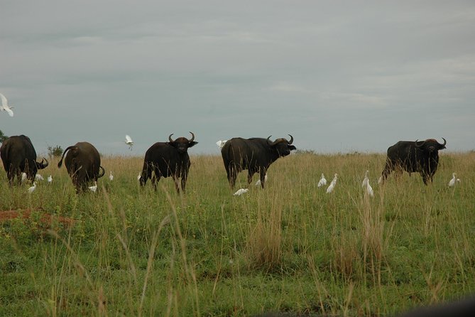 3-Day Murchison Falls National Park - Adventure Safari - Day 3: Budongo Forest and the trip back to Kampala
