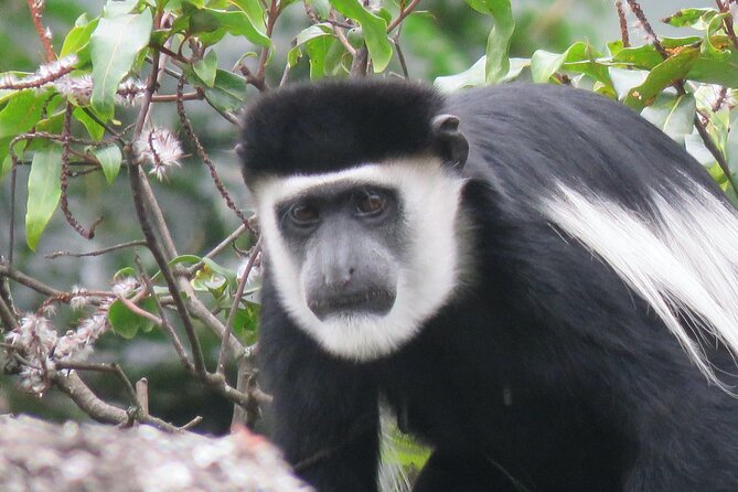 3 -Day Private Gorilla Trekking Safari in Bwindi Forest - Why this three-day safari offers fair value