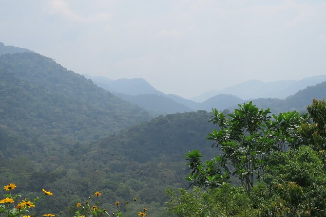 3 -Day Private Gorilla Trekking Safari in Bwindi Forest - Meeting a gorilla family in Bwindi Impenetrable Forest