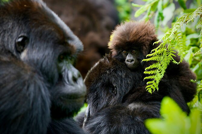 3-Day Private Guided Gorilla Trekking In Uganda - Day 2: The gorilla trek in Bwindi