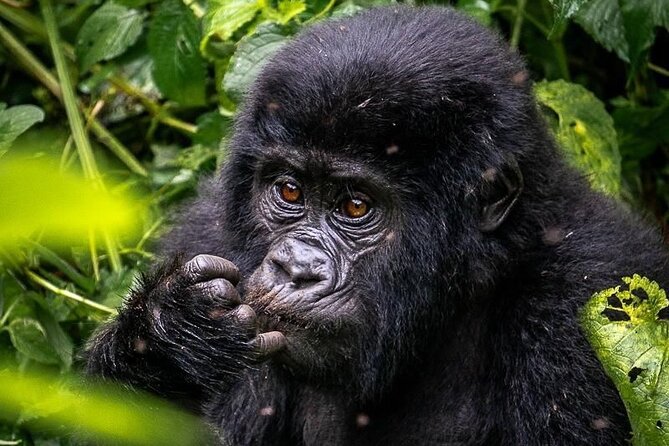 3-Day Private Guided Gorilla Trekking In Uganda - The Batwa visit adds an essential second story