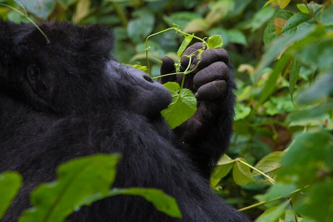 3-Day Private Guided Gorilla Trekking In Uganda - Day 3: Returning before your flight or hotel check-in