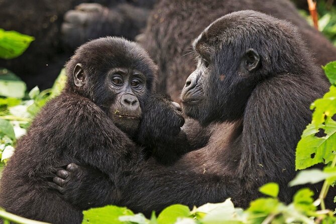 3-Day Private Guided Gorilla Trekking In Uganda - Day 1: A long transfer with useful stops