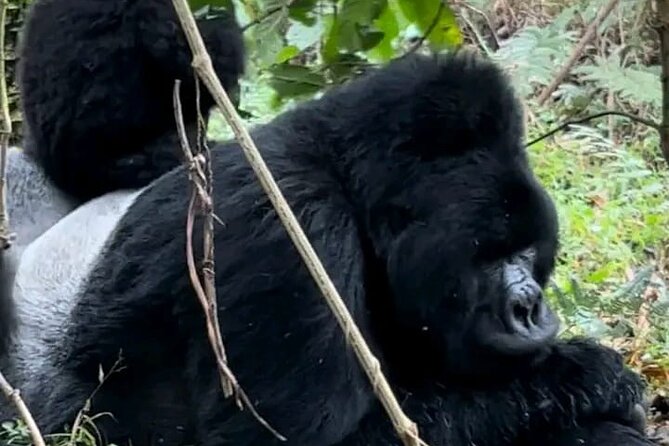 3-Day Private Guided Gorilla Trekking Uganda and Batwa Experience - Key points to know before you book