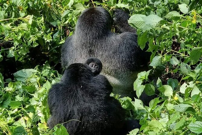 3-Day Private Guided Gorilla Trekking Uganda and Batwa Experience - Why Bwindi makes this trip special