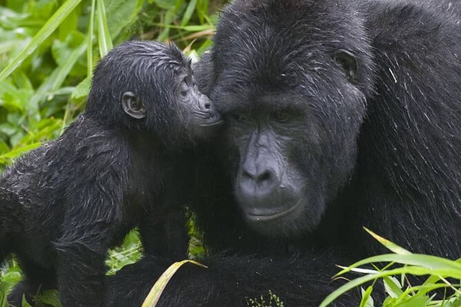 3-Day Private Guided Gorilla Trekking Uganda and Batwa Experience - The missing Batwa details matter