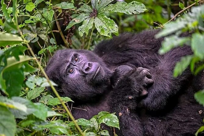 3-Day Private Guided Gorilla Trekking Uganda and Batwa Experience - Who will like this three-day format?
