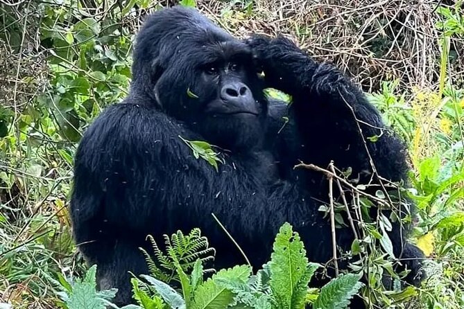 3-Day Private Guided Gorilla Trekking Uganda and Batwa Experience - Day 1: Kampala to Bwindi with an equator stop